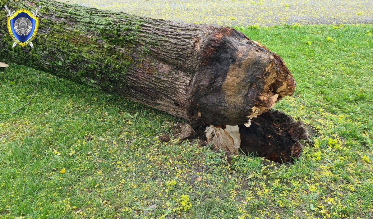 Женщина погибла при падении дерева в Минске