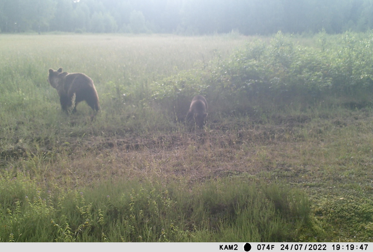 В Березинском заповеднике наблюдают за медведицей с медвежонком - фото, видео