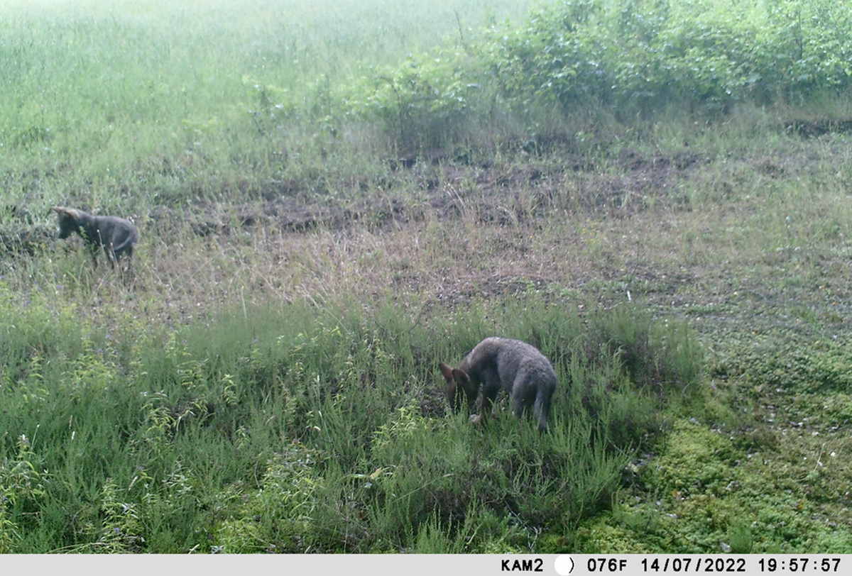 В Березинском заповеднике наблюдают за медведицей с медвежонком - фото, видео