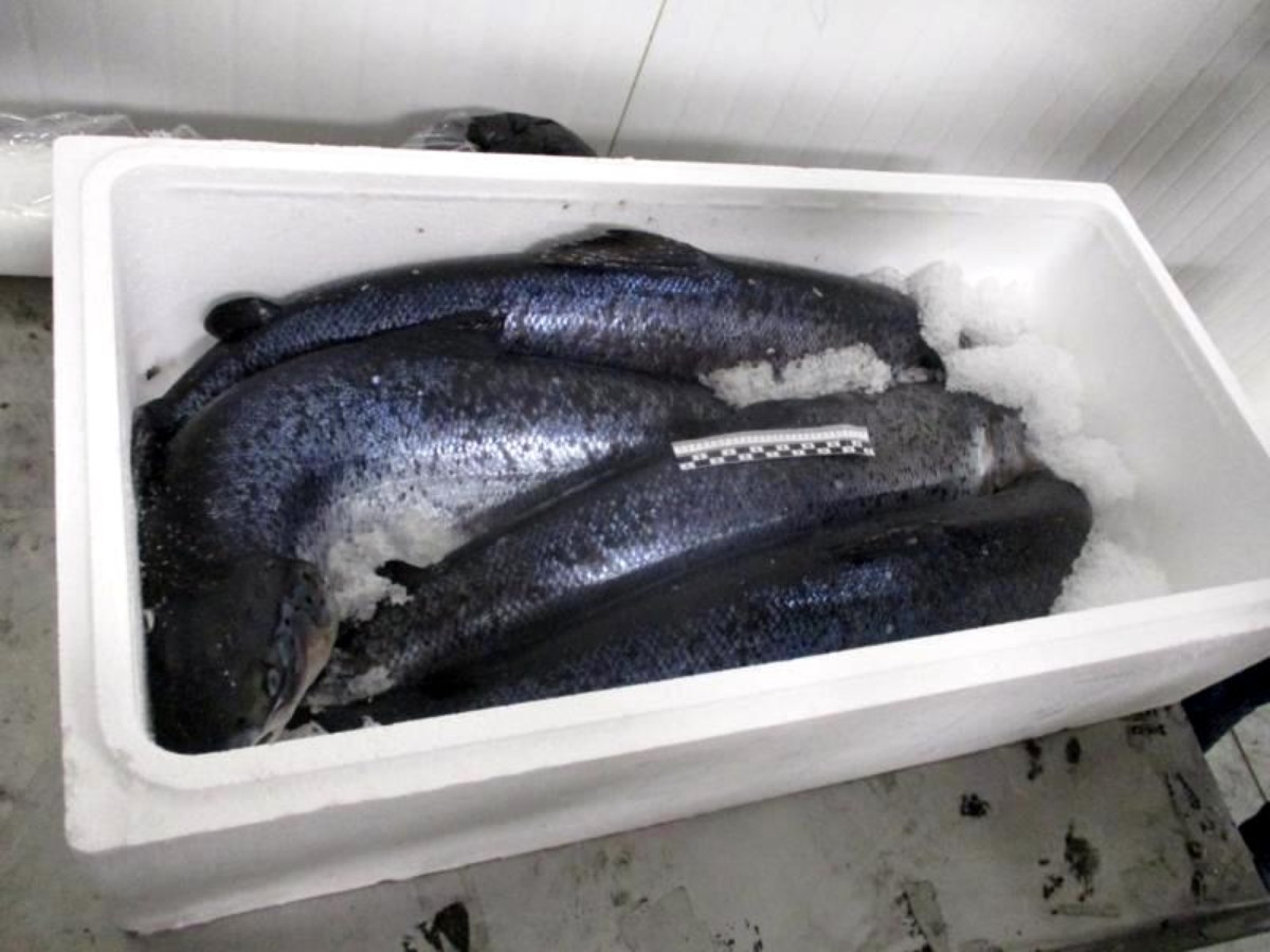 Россия не впустила в страну 7 тонн лосося из Беларуси