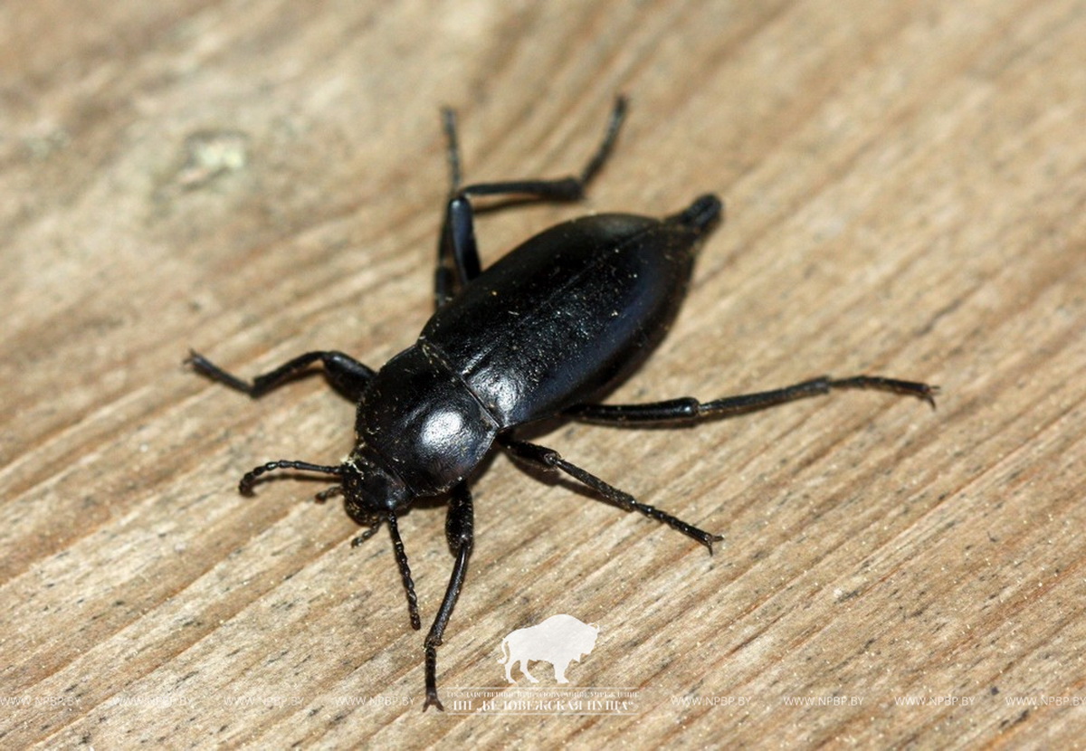 В пущанской деревне найден раритетный жук-медляк