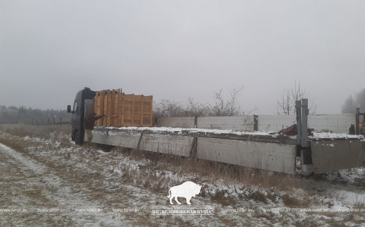 18 оленей Беловежской пущи отправились в Телеханский лесхоз