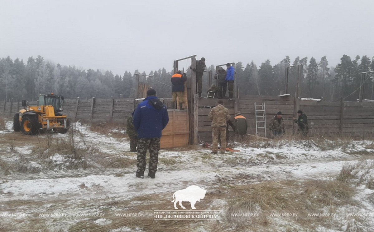 18 оленей Беловежской пущи отправились в Телеханский лесхоз