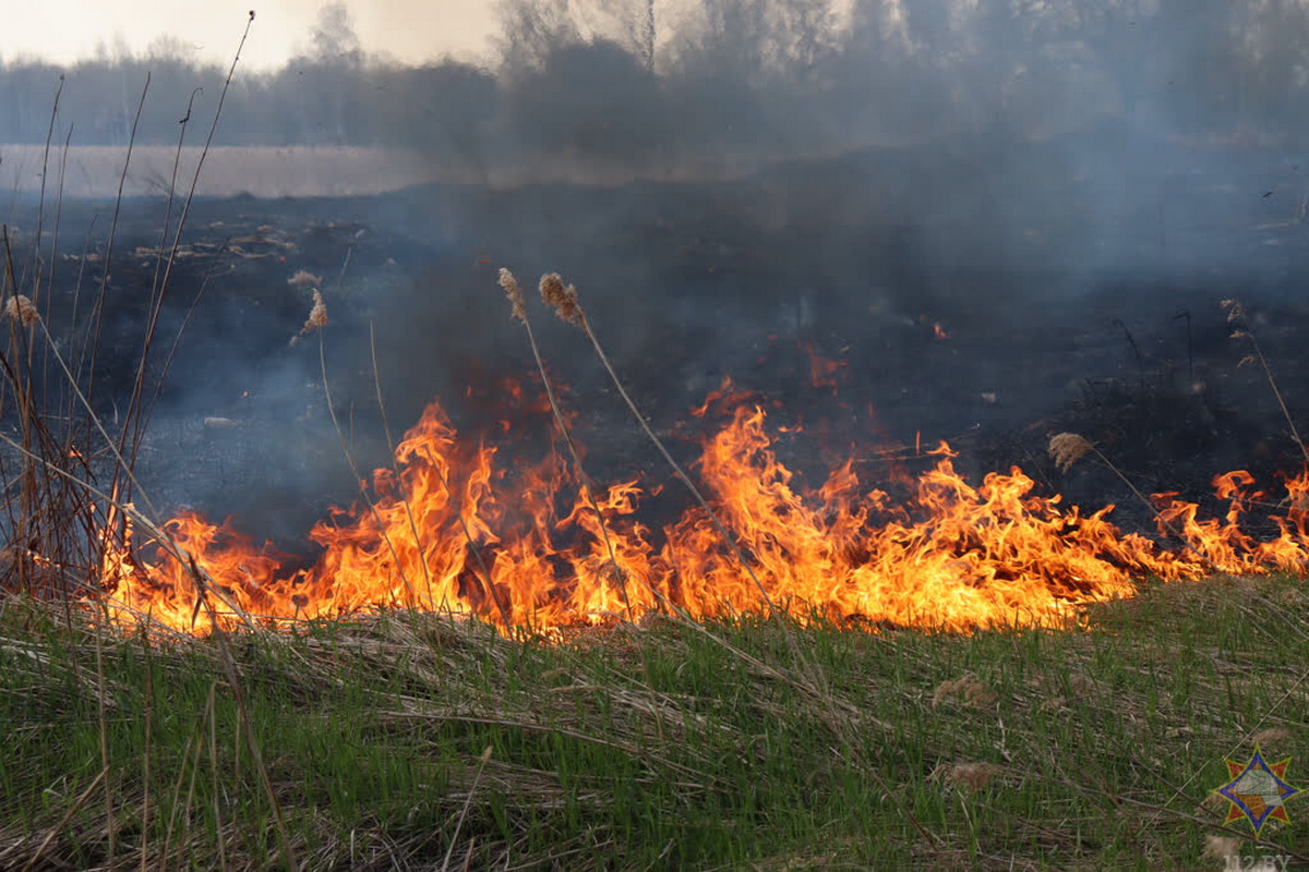 Огонь поднимался до 4 метров. МЧС показало пожар сухой травы