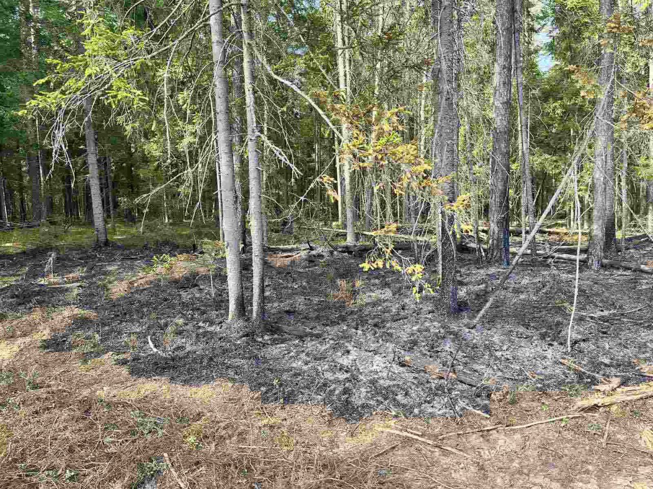 В Беларуси зафиксировали первый лесной пожар
