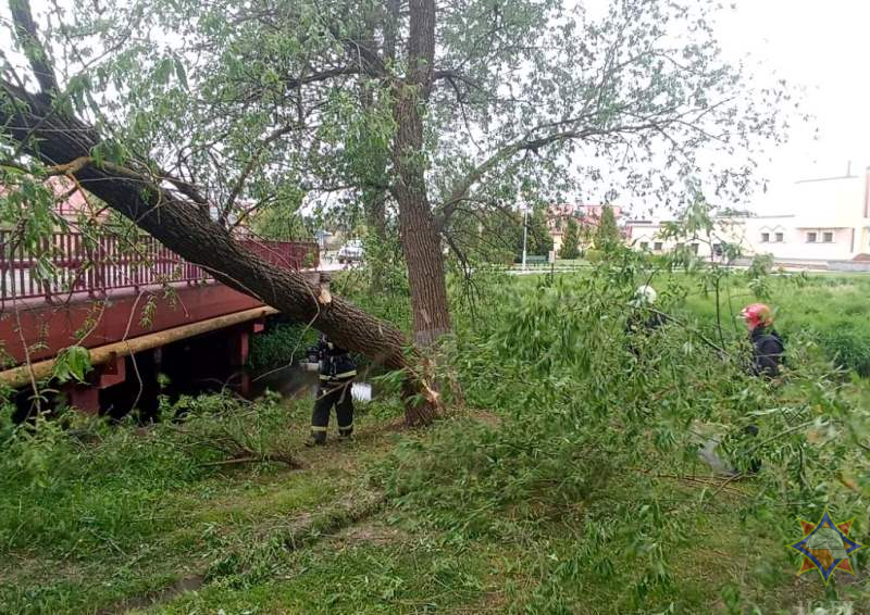 Ветер повалил деревья на дороги в Гродненской области