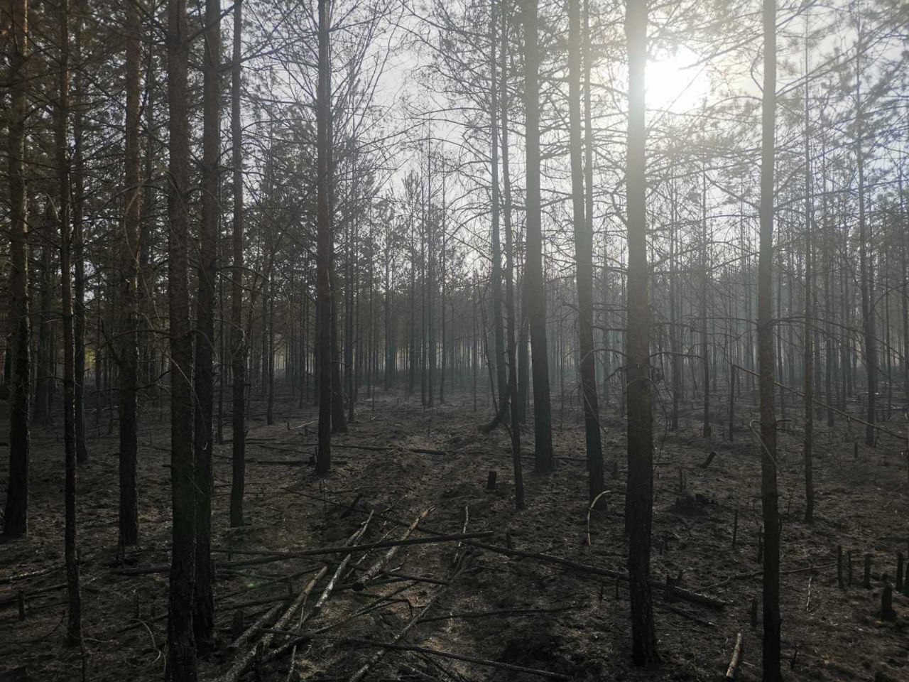 Под Бегомлем горит 9 гектаров леса