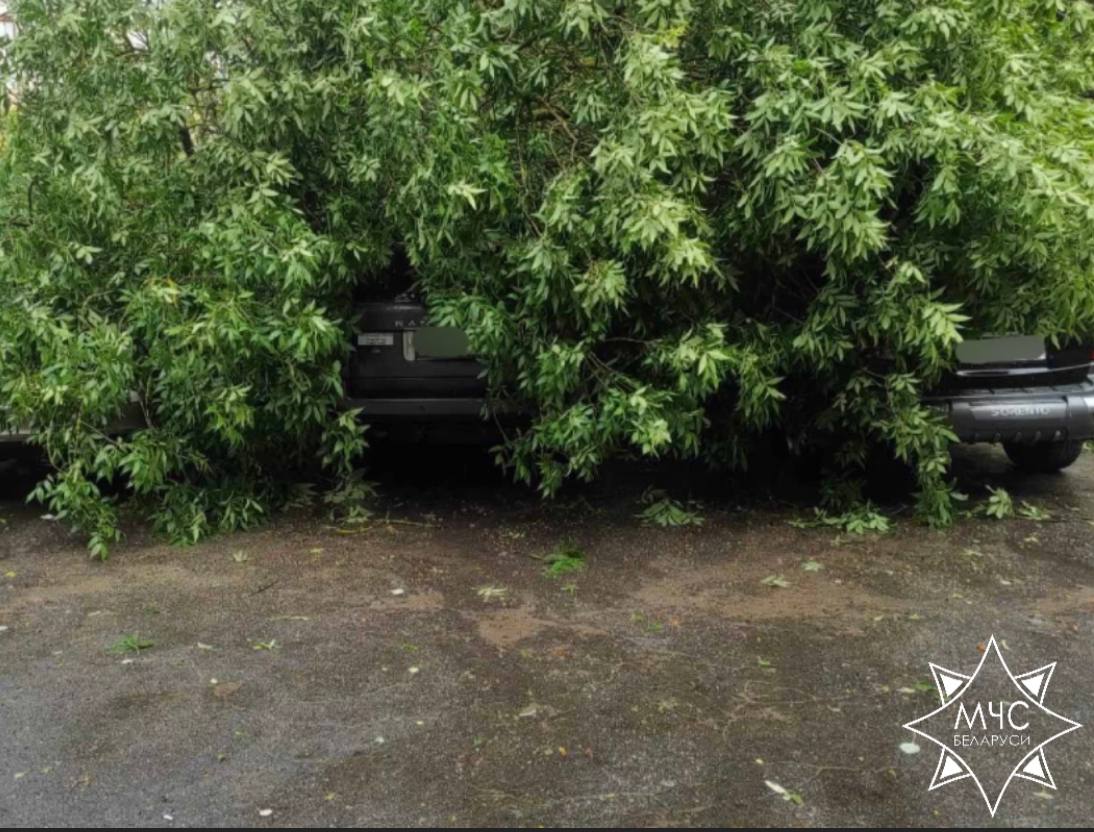 Машину с детьми придавило деревом в Минске