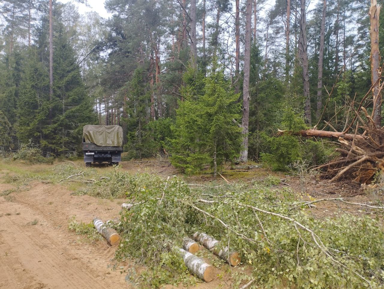 Грозовой фронт завалил деревьями пограничные дороги в Островецком районе