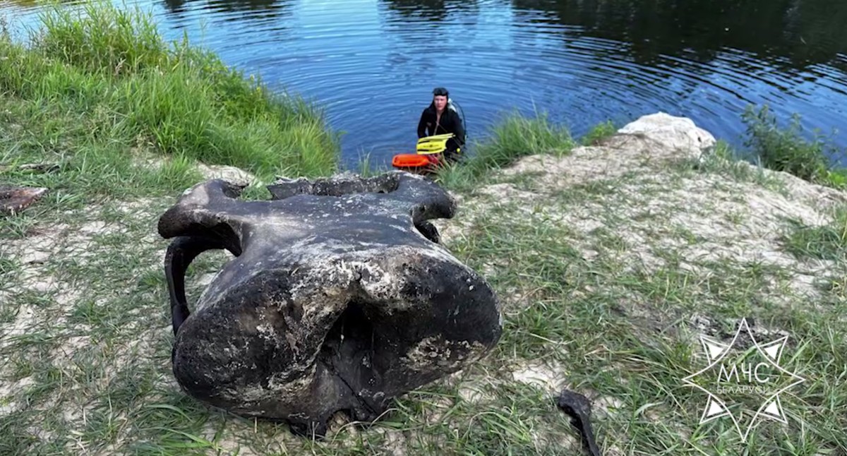 Останки мамонта нашли в реке в Ветковском районе