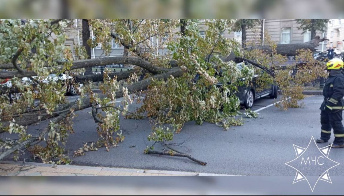 Упавшие деревья повредили 6 авто в Минске