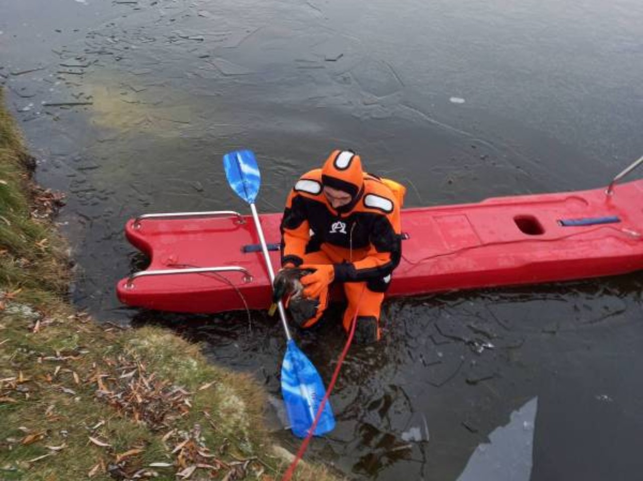 Сотрудники  МЧС спасли вмерзшую в лед утку