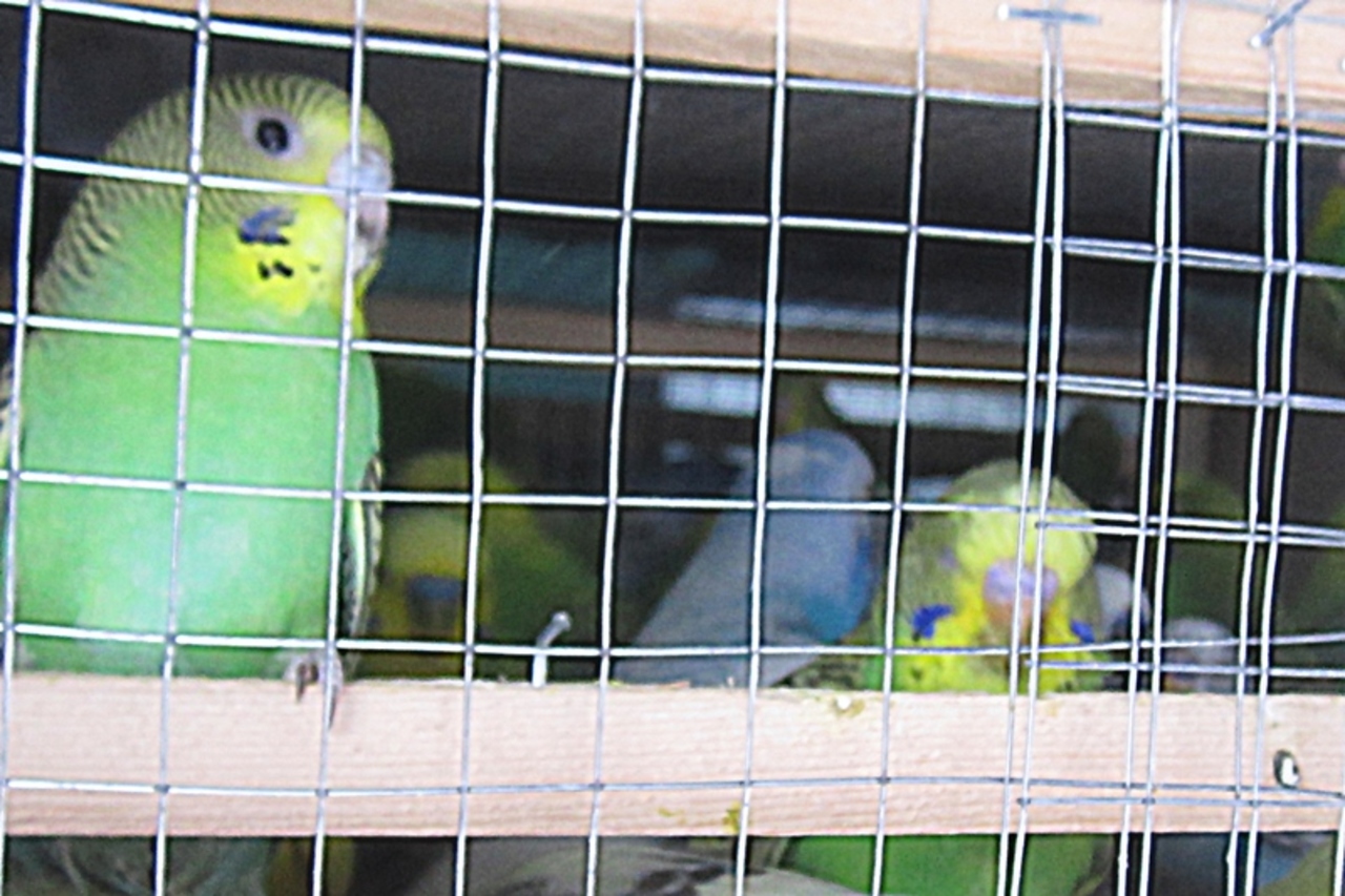 Из России в Бобруйск не пустили 800 попугаев