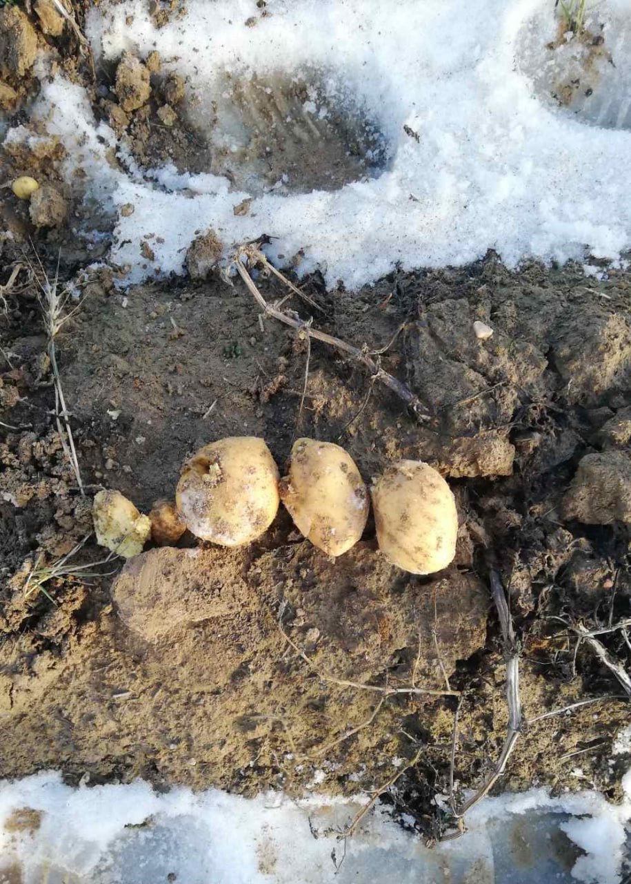 Госконтроль нашел невыкопанную картошку в Смолевичском районе