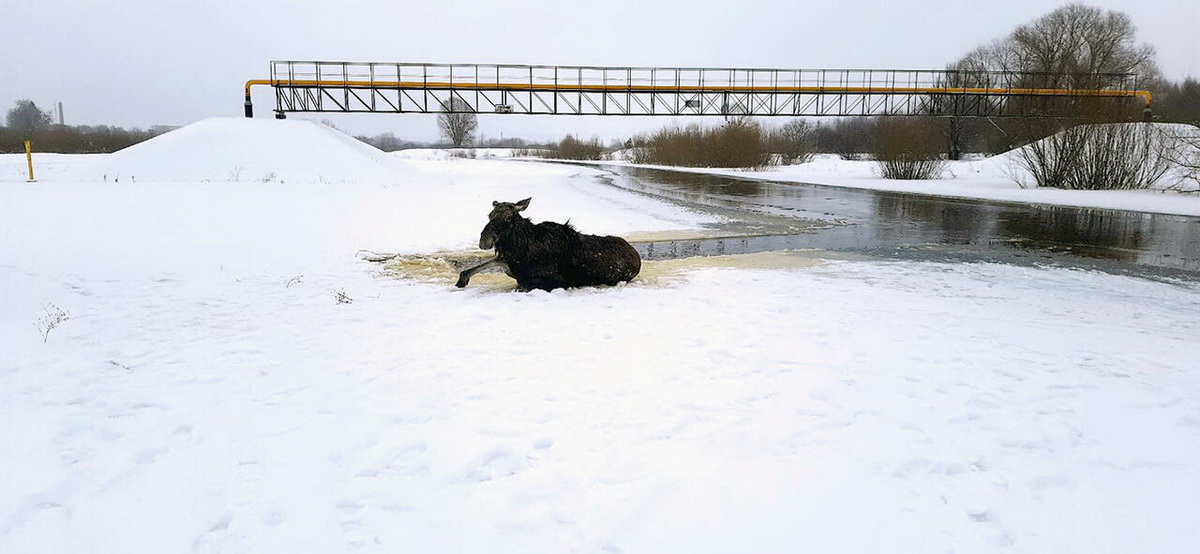 В Речицком районе спасли лосиху, которую собаки загнали в реку
