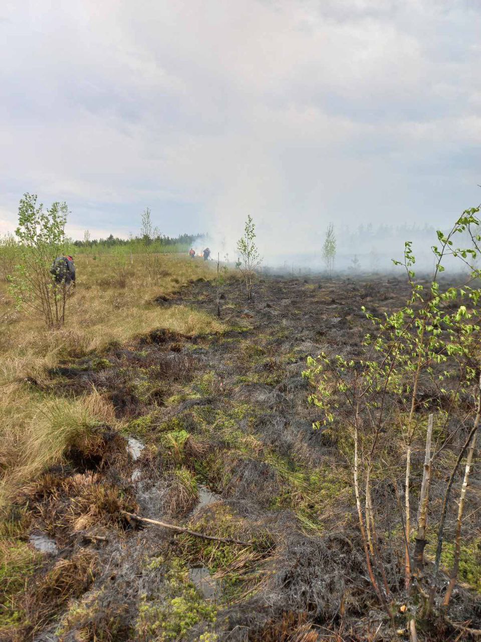 Трансграничный пожар, перешедший из Украины, ликвидирован в Полесском лесхозе