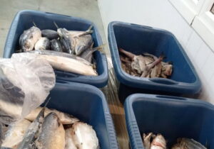Госконтроль изъял более 400 кг «неправильных» мяса и рыбы в могилевском магазине
