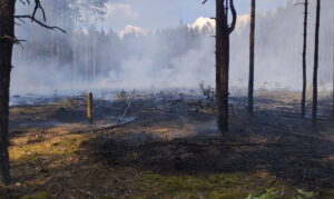 Четыре лесных пожара за сутки: Минлесхоз продолжает ограничивать посещение лесов
