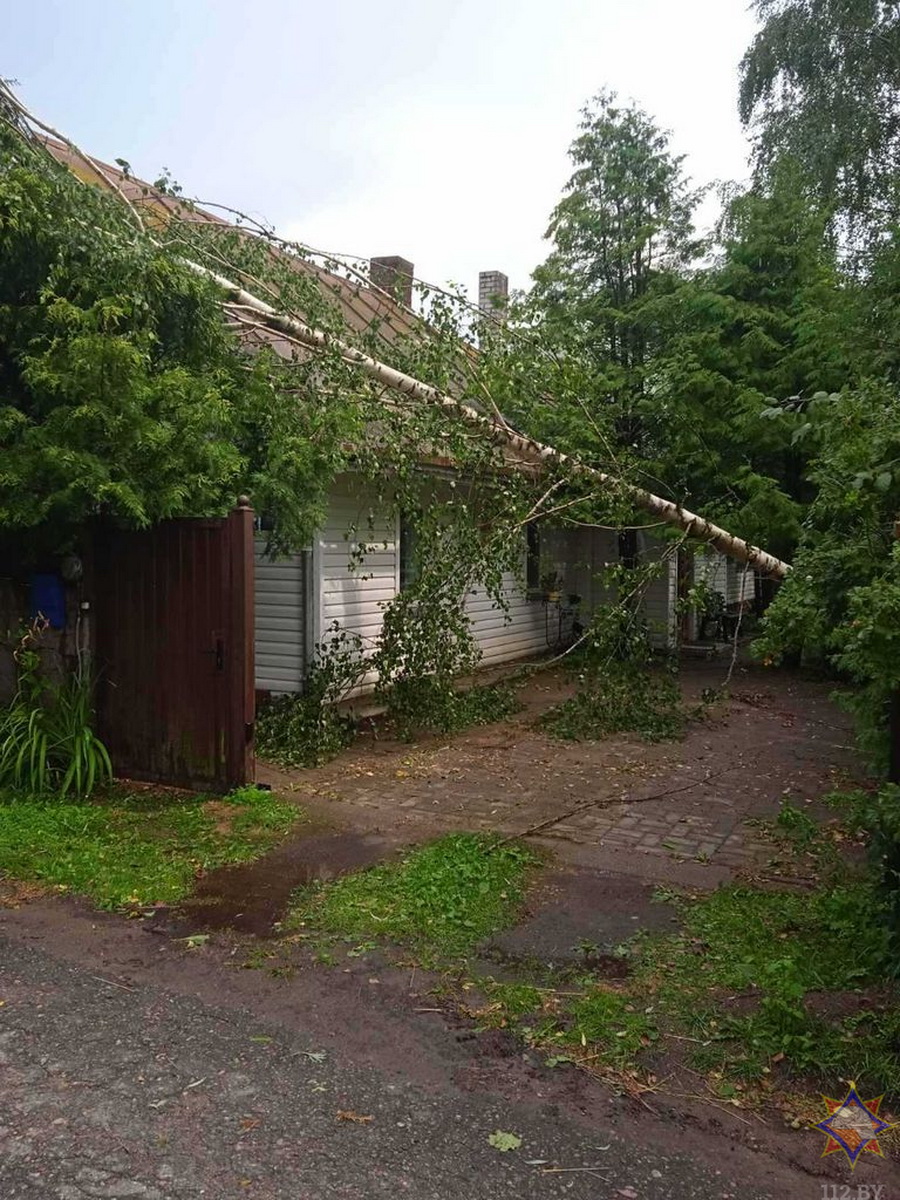 Два человека погибли в результате падения деревьев в Беларуси