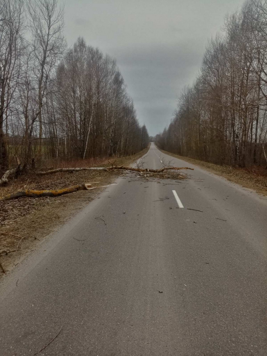 В МЧС рассказали о последствиях сильного ветра в Могилевской области