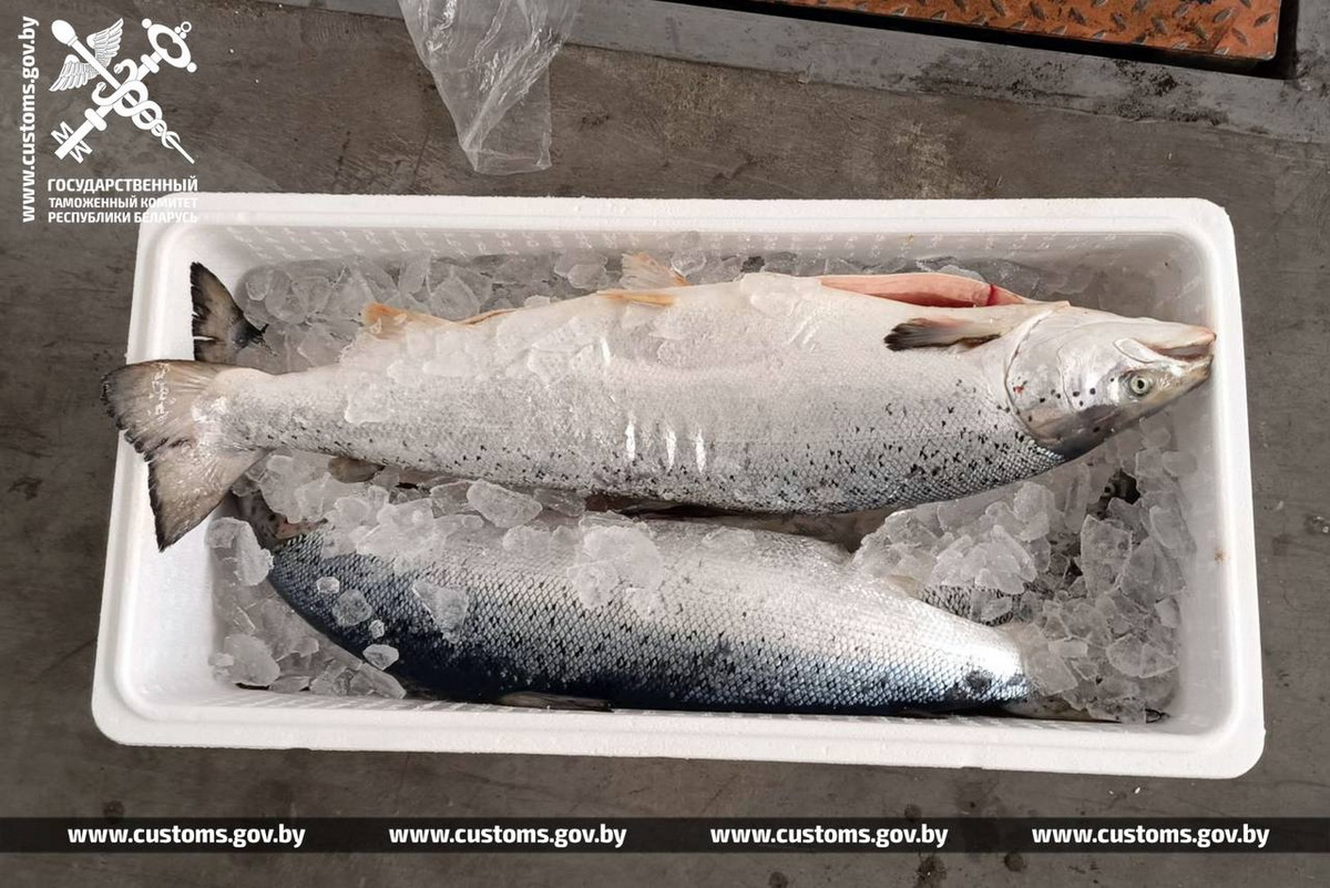 Около 14 тонн лосося пытались вывезти из Беларуси в РФ