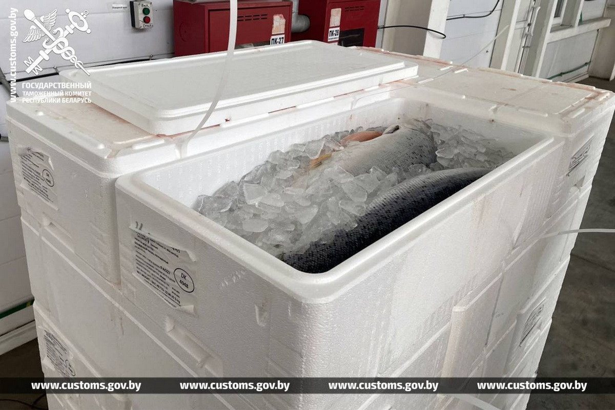 Около 14 тонн лосося пытались вывезти из Беларуси в РФ