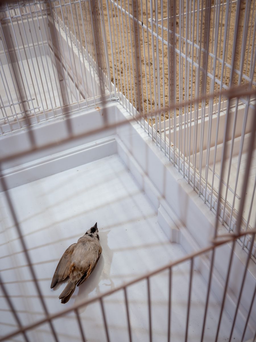 «Ствараем насуперак вар'яцкай рэальнасці»: куратаркі Таццяна Качубінская і Лена Прэнц – пра беластоцкую выставу і любоў да «Арсенала»