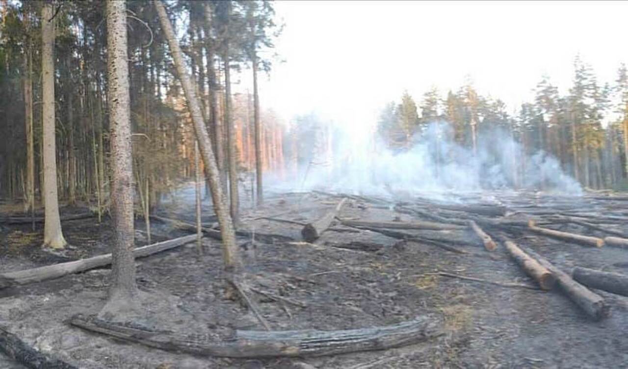 На помощника вальщика леса завели уголовное дело за лесной пожар в Слонимском районе