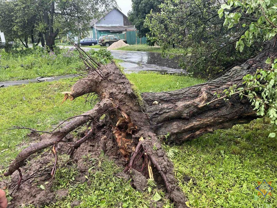 МЧС показало последствия ливней и ветра на Гомельщине