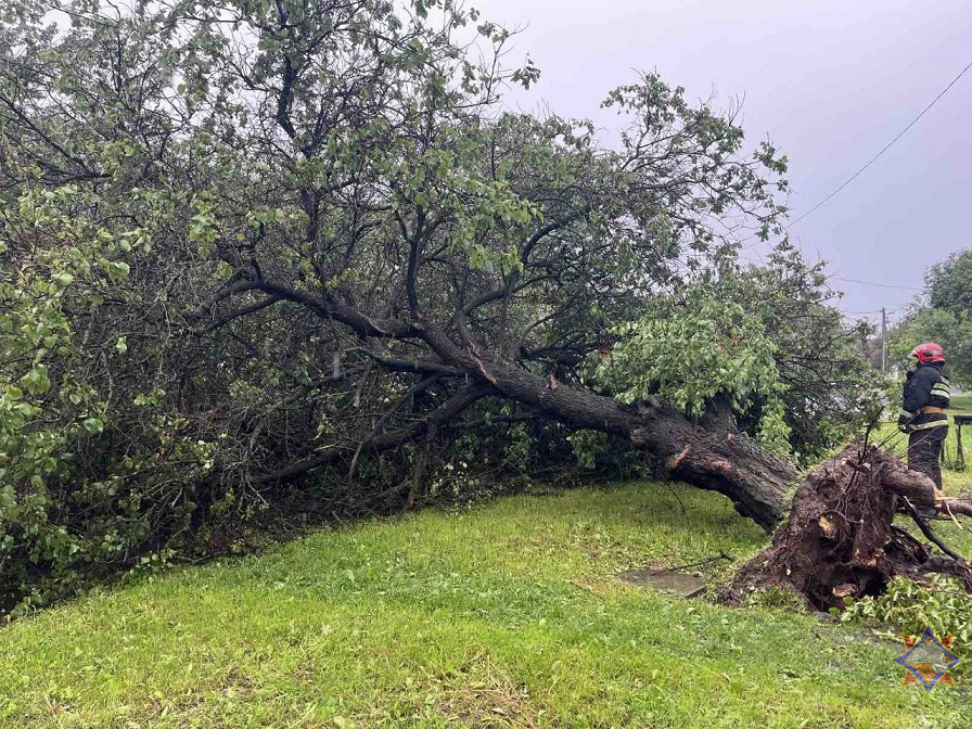 МЧС показало последствия ливней и ветра на Гомельщине