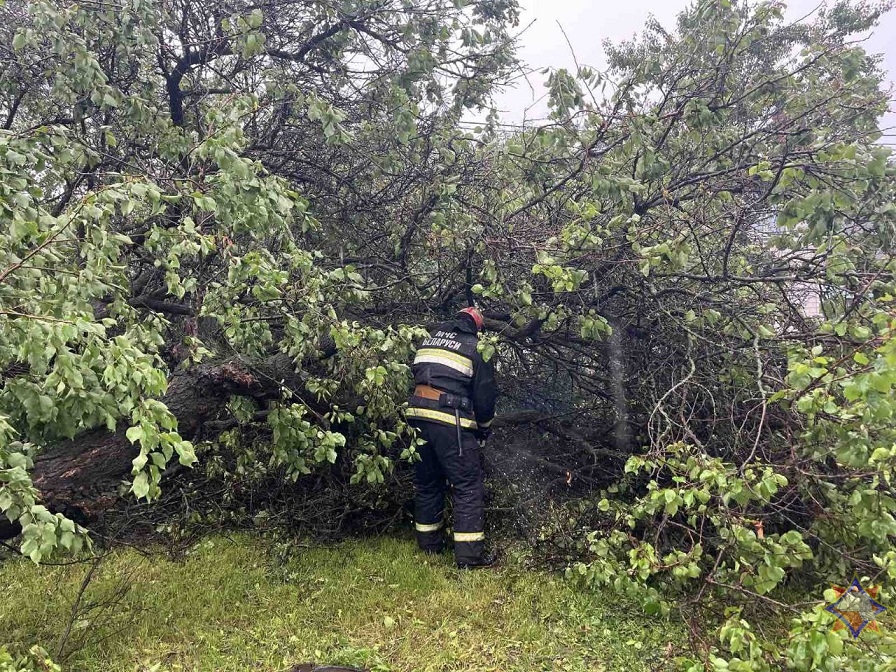 МЧС показало последствия ливней и ветра на Гомельщине