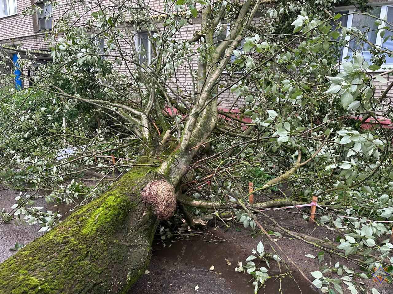 МЧС подвело итоги непогоды в Минской и Могилевской областях