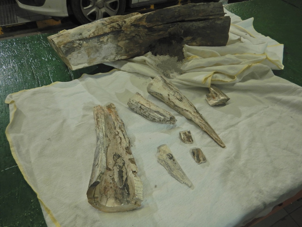 Немец вез из Беларуси в Польшу кости мамонта