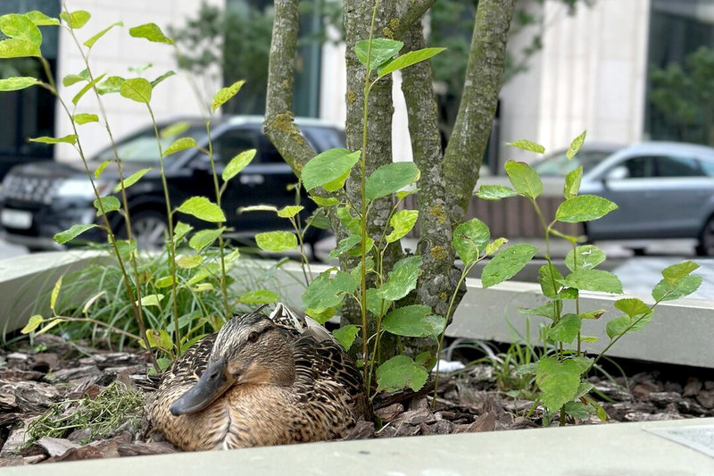 «Сбер Банк» паставіў помнік смелай качцы ў Мінску, змясціўшы на яйках свой лагатып