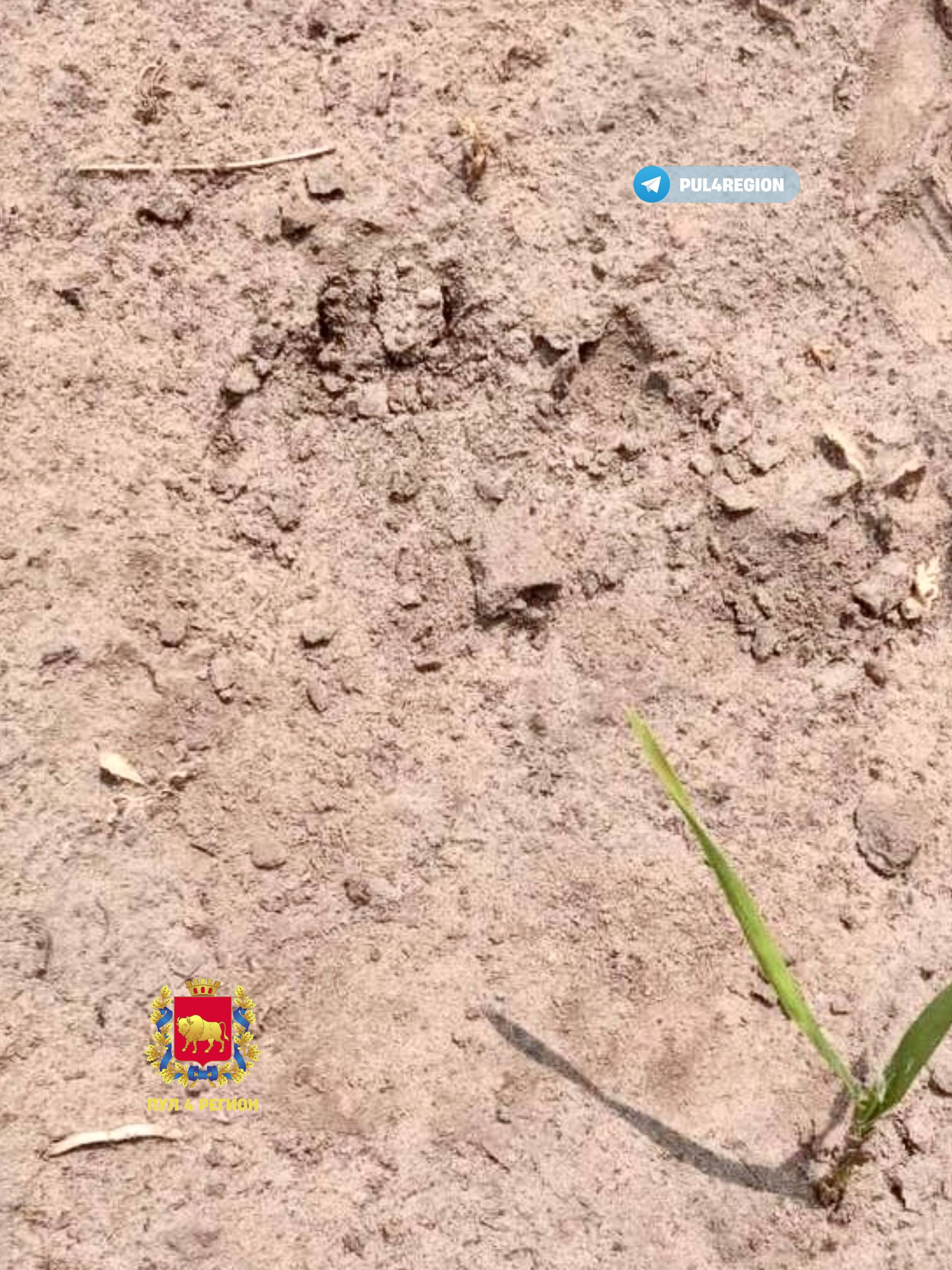 Медведь появился на окраине Гродно