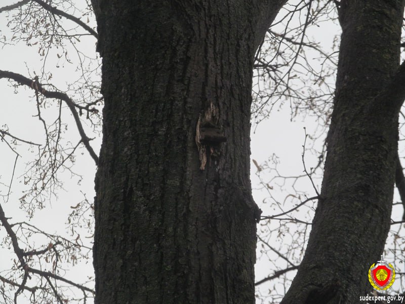 Мужчина получил тяжкие телесные повреждения от упавшего скворечника в Лунинце