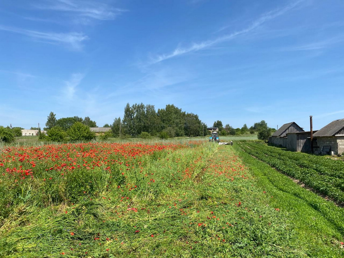 7,5 тонн мака уничтожили в Свислочском районе