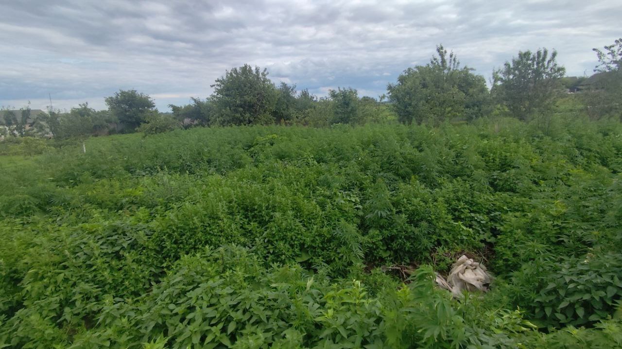 Плантацию конопли уничтожили в Клецком районе