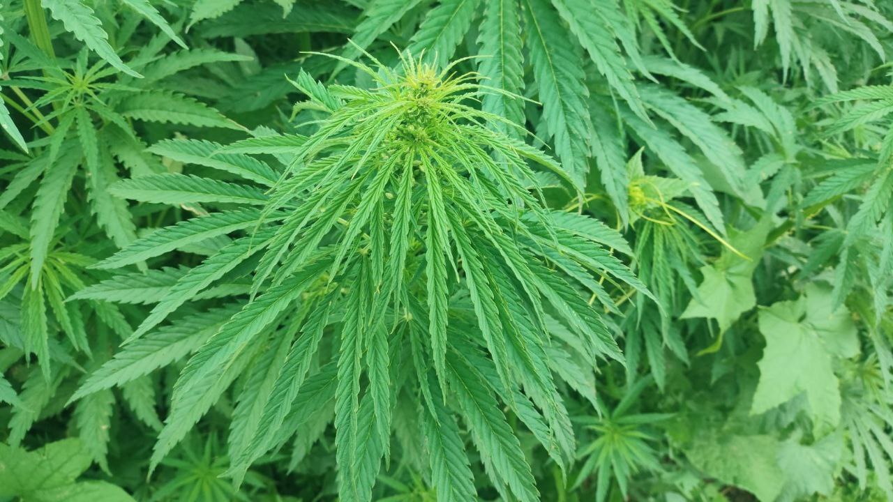 Плантацию конопли уничтожили в Клецком районе