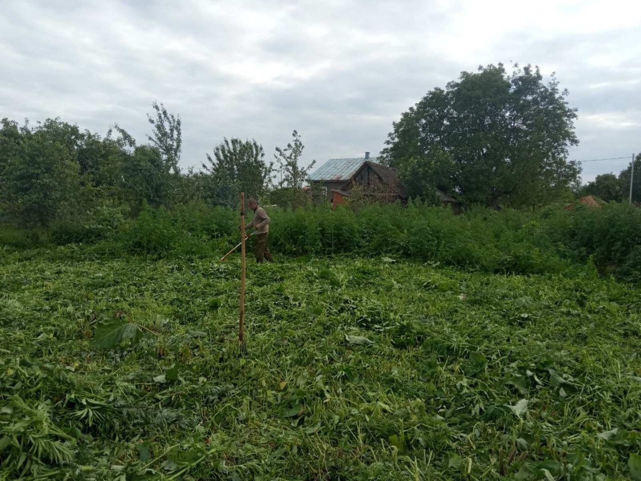 Плантацию конопли уничтожили в Клецком районе