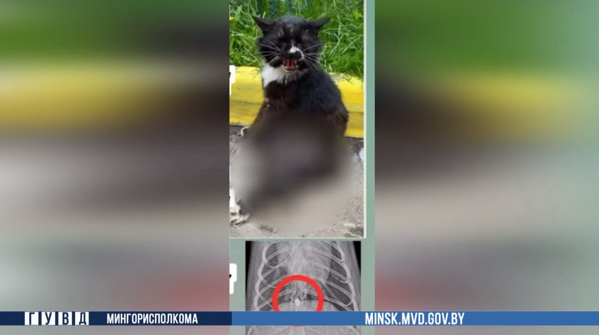 На минчанина, который выстрелил в кота из пневматики, завели уголовное дело