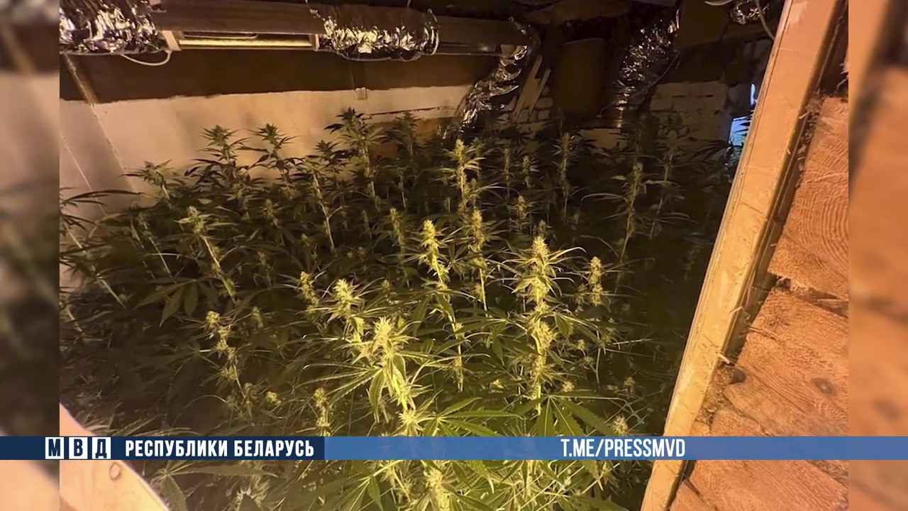 Выращивавший коноплю гомельчанин пытался покончить с собой при задержании