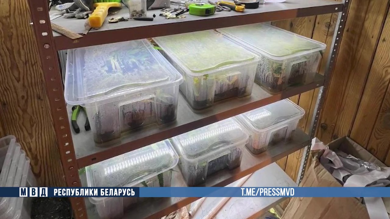 Выращивавший коноплю гомельчанин пытался покончить с собой при задержании