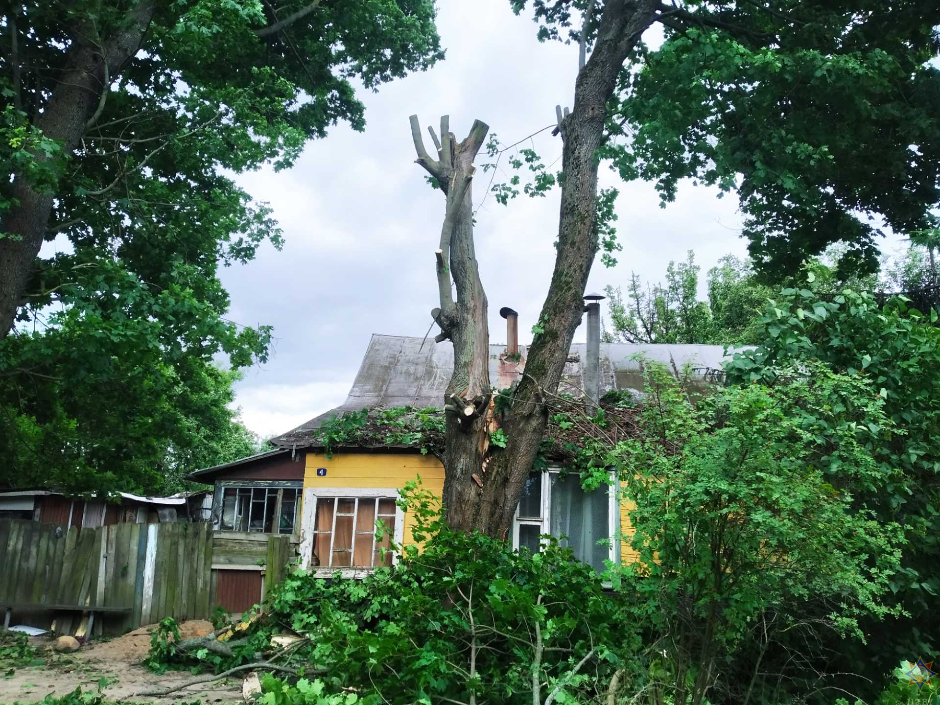 Ветер повалил деревья в Могилевской области