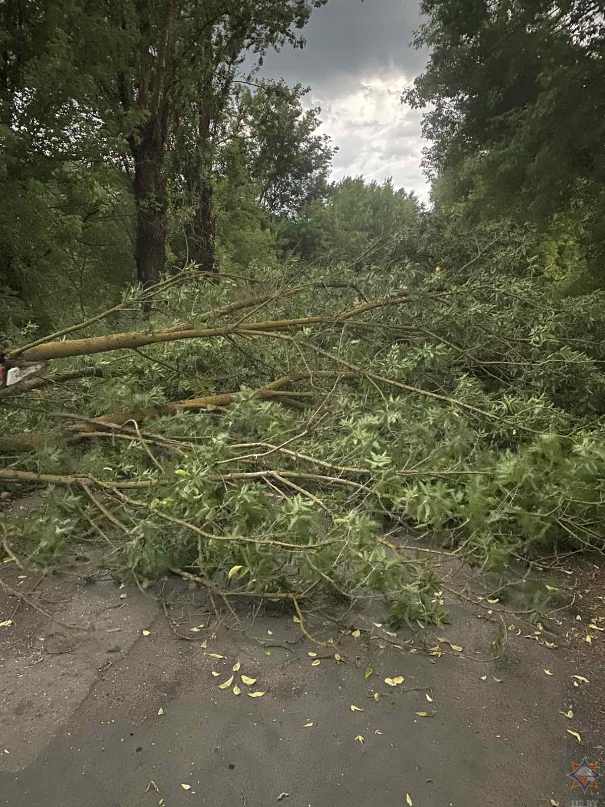 Повалено 318 деревьев, обесточено 889 населенных пунктов. МЧС подвело итоги грозовых суток