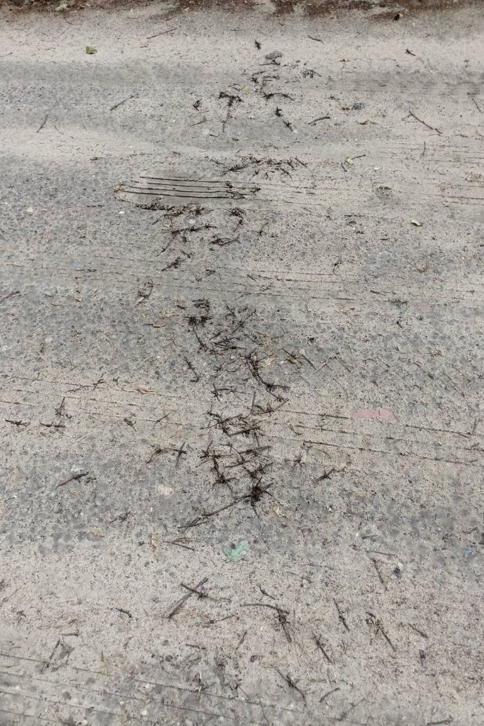 Группа мигрантов сделала подкоп под польским забором на границе с Беларусью