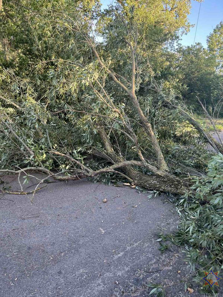 МЧС рассказало о последствиях сильного ветра в понедельник