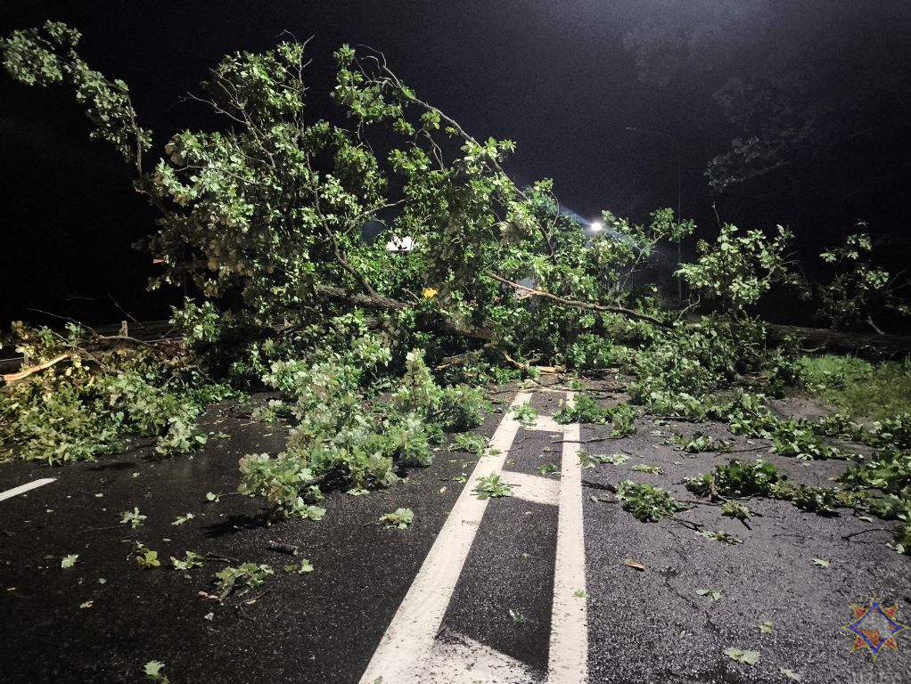 МЧС показало последствия сильного ветра в Гомельской области