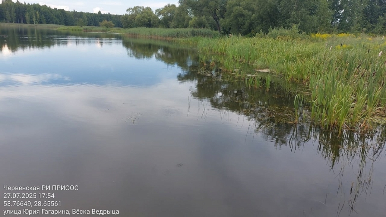 Минприроды обнаружило гибель рыбы в пруду Ведрица