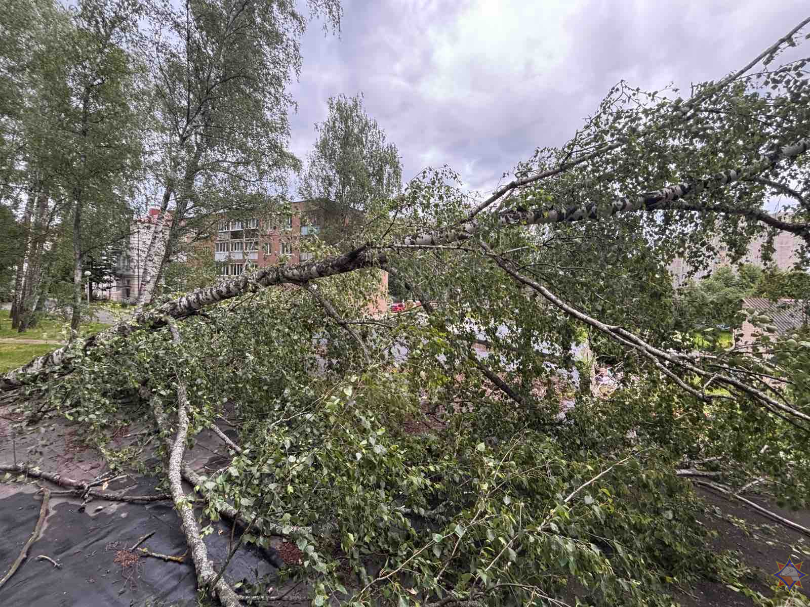 МЧС рассказало о последствиях сильного ветра в понедельник